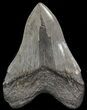 Large, Fossil Megalodon Tooth - South Carolina #41614-2